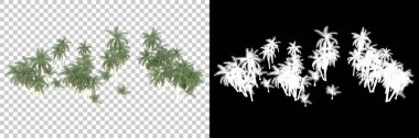 Arka planda maskeyle izole edilmiş tropikal düzenleme. 3d görüntüleme - illüstrasyon