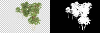 Arka planda maskeyle izole edilmiş tropikal düzenleme. 3d görüntüleme - illüstrasyon
