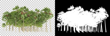Arka planda maskeyle izole edilmiş tropikal düzenleme. 3d görüntüleme - illüstrasyon