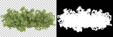 Orman arka planda maskeyle izole edilmiş. 3d görüntüleme - illüstrasyon