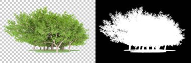 Orman arka planda maskeyle izole edilmiş. 3d görüntüleme - illüstrasyon