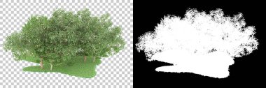 Orman arka planda maskeyle izole edilmiş. 3d görüntüleme - illüstrasyon