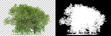 Orman arka planda maskeyle izole edilmiş. 3d görüntüleme - illüstrasyon