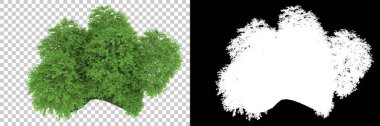 Orman arka planda maskeyle izole edilmiş. 3d görüntüleme - illüstrasyon