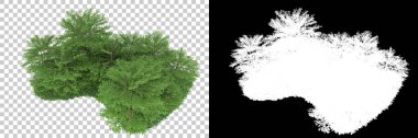 Orman arka planda maskeyle izole edilmiş. 3d görüntüleme - illüstrasyon