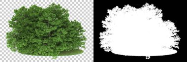 Orman arka planda maskeyle izole edilmiş. 3d görüntüleme - illüstrasyon