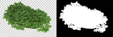 Orman arka planda maskeyle izole edilmiş. 3d görüntüleme - illüstrasyon