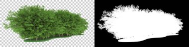 Orman arka planda maskeyle izole edilmiş. 3d görüntüleme - illüstrasyon