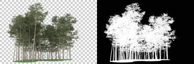 Orman arka planda maskeyle izole edilmiş. 3d görüntüleme - illüstrasyon