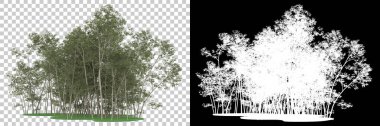 Orman arka planda maskeyle izole edilmiş. 3d görüntüleme - illüstrasyon