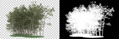 Orman arka planda maskeyle izole edilmiş. 3d görüntüleme - illüstrasyon