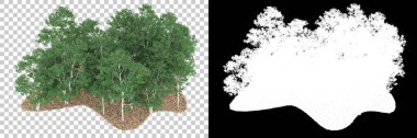 Orman arka planda maskeyle izole edilmiş. 3d görüntüleme - illüstrasyon