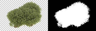 Orman arka planda maskeyle izole edilmiş. 3d görüntüleme - illüstrasyon