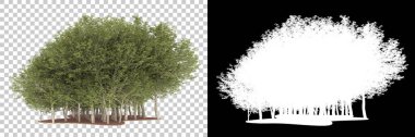 Orman arka planda maskeyle izole edilmiş. 3d görüntüleme - illüstrasyon