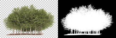 Orman arka planda maskeyle izole edilmiş. 3d görüntüleme - illüstrasyon