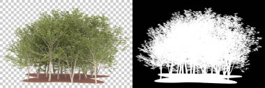 Orman arka planda maskeyle izole edilmiş. 3d görüntüleme - illüstrasyon