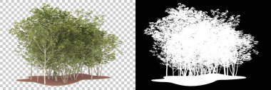 Orman arka planda maskeyle izole edilmiş. 3d görüntüleme - illüstrasyon