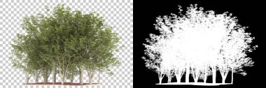 Orman arka planda maskeyle izole edilmiş. 3d görüntüleme - illüstrasyon
