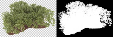 Orman arka planda maskeyle izole edilmiş. 3d görüntüleme - illüstrasyon