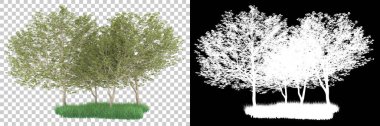 Orman arka planda maskeyle izole edilmiş. 3d görüntüleme - illüstrasyon