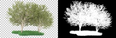 Orman arka planda maskeyle izole edilmiş. 3d görüntüleme - illüstrasyon