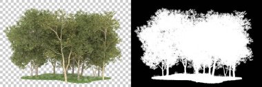 Orman arka planda maskeyle izole edilmiş. 3d görüntüleme - illüstrasyon