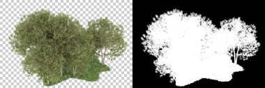 Orman arka planda maskeyle izole edilmiş. 3d görüntüleme - illüstrasyon