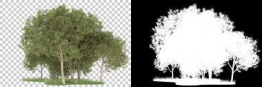 Orman arka planda maskeyle izole edilmiş. 3d görüntüleme - illüstrasyon
