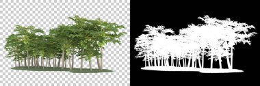 Arka planda maskeyle izole edilmiş palmiye ağaçları. 3d görüntüleme - illüstrasyon