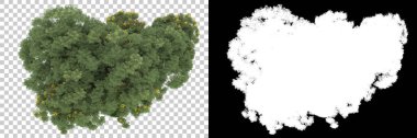 Orman arka planda maskeyle izole edilmiş. 3d görüntüleme - illüstrasyon