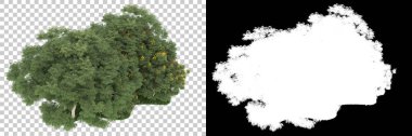 Orman arka planda maskeyle izole edilmiş. 3d görüntüleme - illüstrasyon