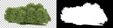 Orman arka planda maskeyle izole edilmiş. 3d görüntüleme - illüstrasyon