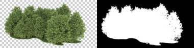 Orman arka planda maskeyle izole edilmiş. 3d görüntüleme - illüstrasyon