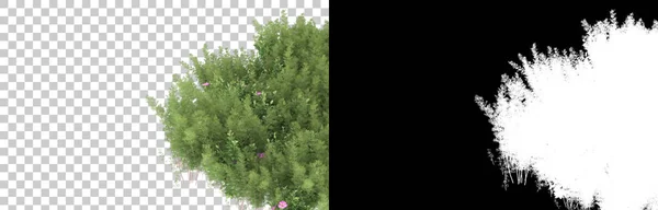 Græs Isoleret Baggrund Med Maske Rendering Illustration - Stock-foto