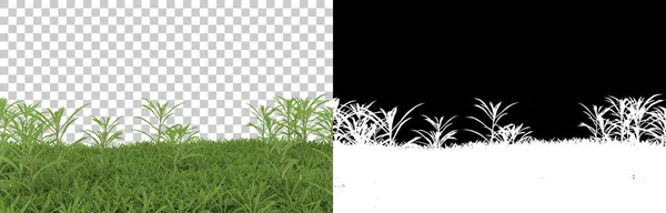 Трава Ізольована Фоні Маскою Візуалізація Ілюстрація — стокове фото
