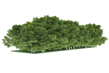 Realistic forest isolated on white background. 3d rendering - illustration