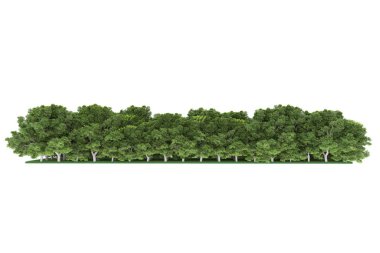 Realistic forest isolated on white background. 3d rendering - illustration