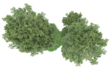 Realistic forest isolated on white background. 3d rendering - illustration