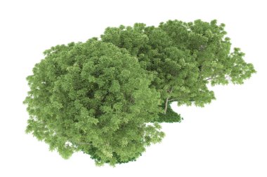 Realistic forest isolated on white background. 3d rendering - illustration