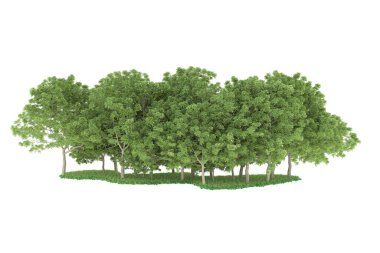 Realistic forest isolated on white background. 3d rendering - illustration