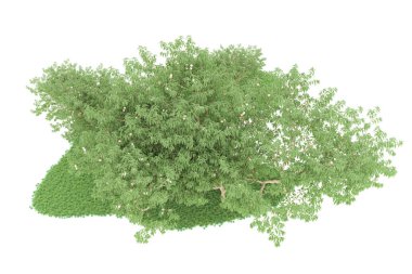 Realistic forest isolated on white background. 3d rendering - illustration