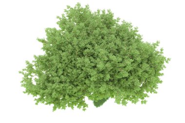 Realistic forest isolated on white background. 3d rendering - illustration