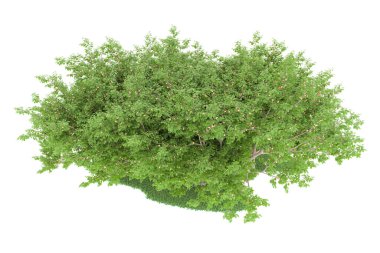 Realistic forest isolated on white background. 3d rendering - illustration