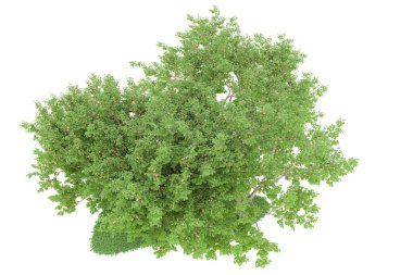 Realistic forest isolated on white background. 3d rendering - illustration