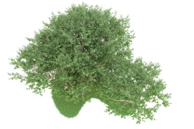 Realistic forest isolated on white background. 3d rendering - illustration