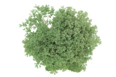 Realistic forest isolated on white background. 3d rendering - illustration