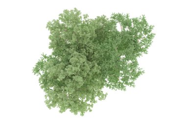 Realistic forest isolated on white background. 3d rendering - illustration