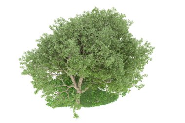 Realistic forest isolated on white background. 3d rendering - illustration