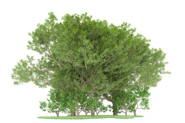 Realistic forest isolated on white background. 3d rendering - illustration