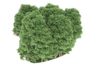 Realistic forest isolated on white background. 3d rendering - illustration